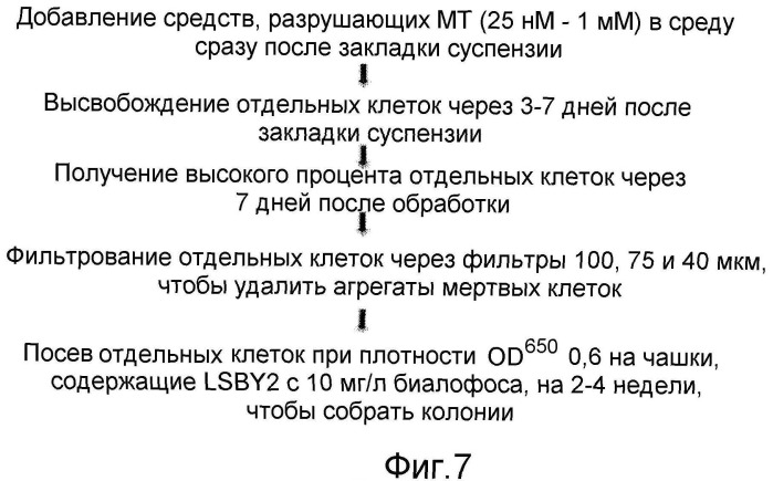 Способы in vitro для создания и поддержания линий растительных клеток в виде отдельных клеток в суспензии с интактными клеточными стенками и их трансформации (патент 2451744)