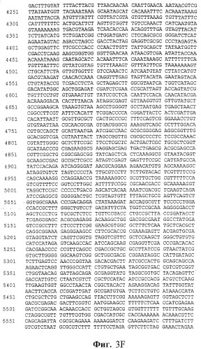 Человеческие антитела против человеческого 4-1вв (cd137) (патент 2376316)