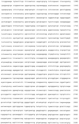 Pscaxcd3, cd19xcd3, c-metxcd3, эндосиалинxcd3, epcamxcd3, igf-1rxcd3 или fap-альфаxcd3 биспецифическое одноцепочечное антитело с межвидовой специфичностью (патент 2547600)