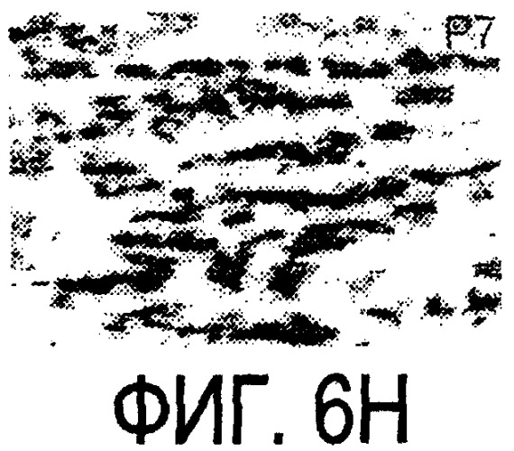 Очищенный иммуногенный белок, его фрагменты и производные (патент 2304585)