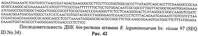 Способ идентификации и дифференциации прокариотических организмов (патент 2486251)