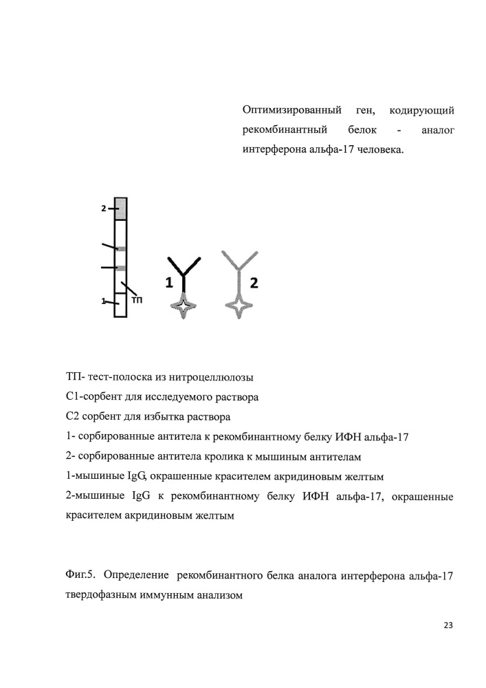 Оптимизированный ген, кодирующий рекомбинантный белок - аналог интерферона альфа-17 человека (патент 2620073)