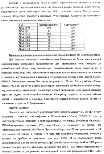 Гены и белки brachyspira hyodysenteriae и их применение (патент 2440369)