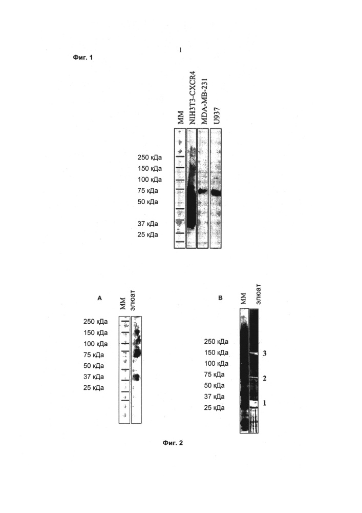 Новое антитело к cxcr4 и его применение для выявления и диагностики рака (патент 2636345)