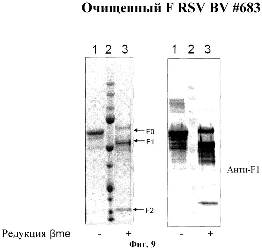Модифицированные f протеины sv и способы их применения (патент 2531510)