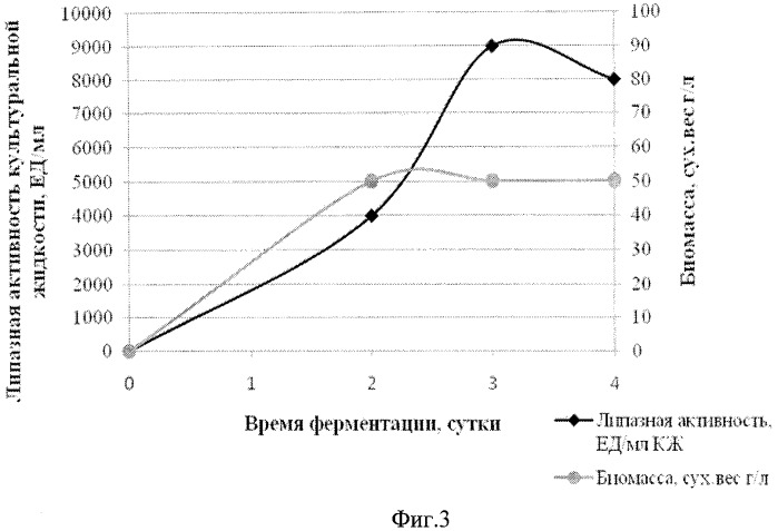 Рекомбинантный штамм дрожжей yarrowia-lipolytica - продуцент липазы (патент 2451075)