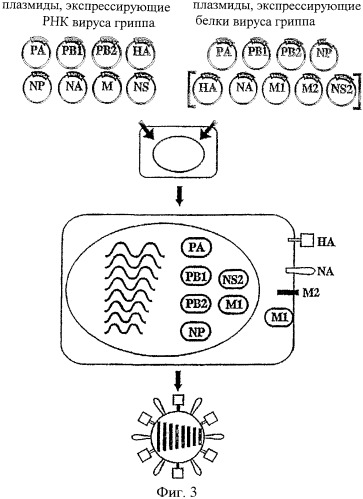 Выделенный рекомбинантный вирус гриппа и способы его получения (патент 2351651)