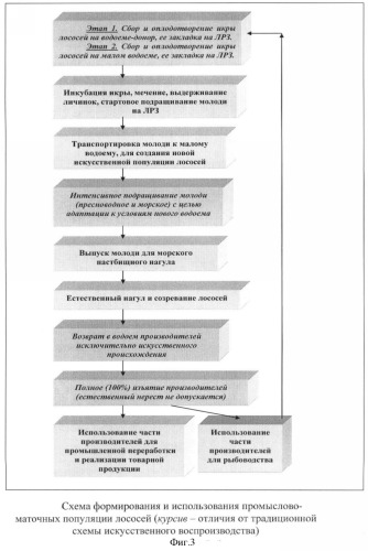 Способ создания искусственной промыслово-маточной популяции тихоокеанских лососей (патент 2370028)