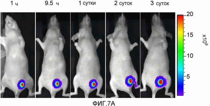 Конъюгаты rgd-(бактерио)хлорофилл для фотодинамической терапии и визуализации некротических опухолей (патент 2518296)