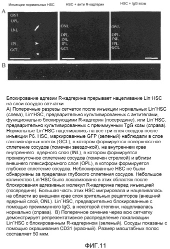 Селективные антагонисты r-кадгерина и способы (патент 2349598)