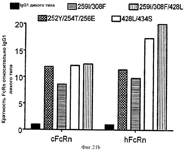 Варианты fc с измененным связыванием c fcrn (патент 2529951)