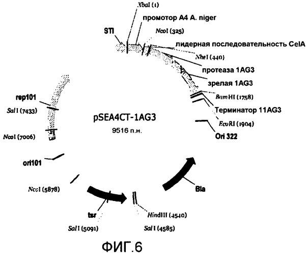 Протеаза streptomyces (патент 2486244)