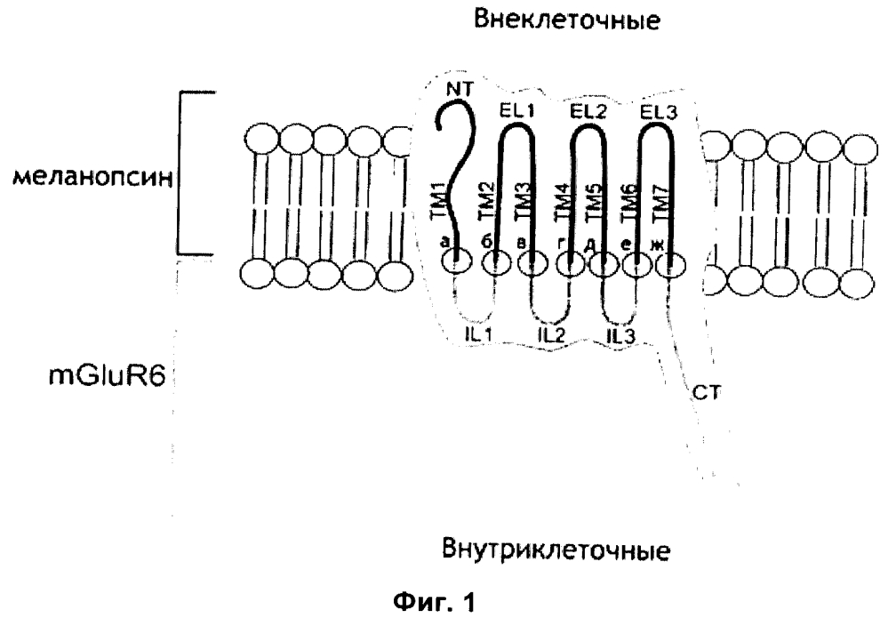 Светочувствительный химерный белок gpcr (патент 2637367)