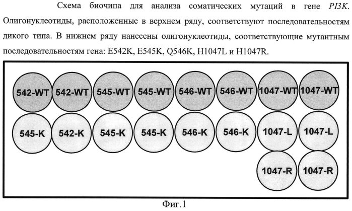 Способ анализа соматических мутаций в гене pi3k с использованием lna-блокирующей мультиплексной пцр и последующей гибридизацией с олигонуклеотидным биологическим микрочипом (биочипом) (патент 2549682)