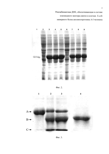 Рекомбинантная днк, обеспечивающая в составе плазмидного вектора синтез в клетках e.coli химерного белка аполипопротеина a-i человека (патент 2573930)