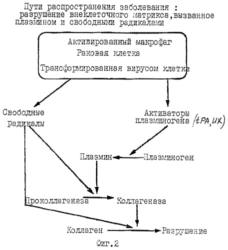 Синергичные композиции, содержащие аскорбат и лизин, для лечения состояний, связанных с деструкцией внеклеточного матрикса (патент 2268038)