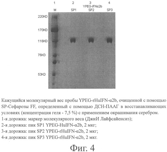 Интерферон альфа 2в, модифицированный полиэтиленгликолем, получение препарата и его применение (патент 2485134)