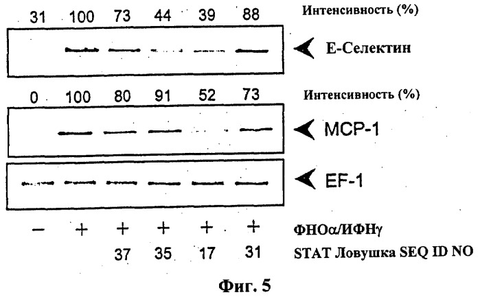 Модуляция экспрессии stat-1-зависимых генов (патент 2311456)
