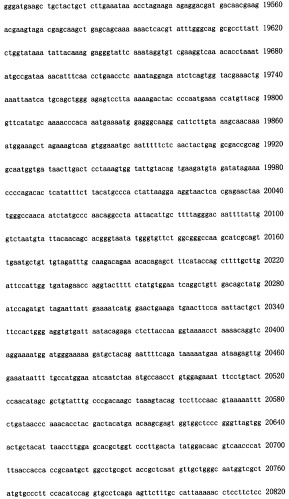 Конструирование рекомбинанта онколитического аденовируса, специфически экспрессирующего иммуномодуляторный фактор gm-csf в опухолевых клетках, и его применение (патент 2361611)