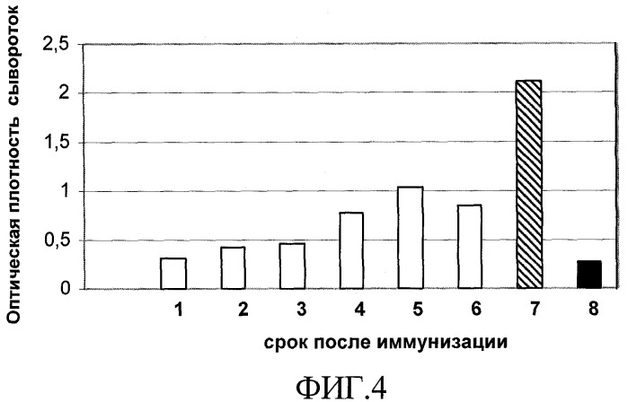 Способ получения igal-протеазы из культуры neisseria meningitidis серогруппы а и иммуногенный препарат на ее основе (патент 2407792)