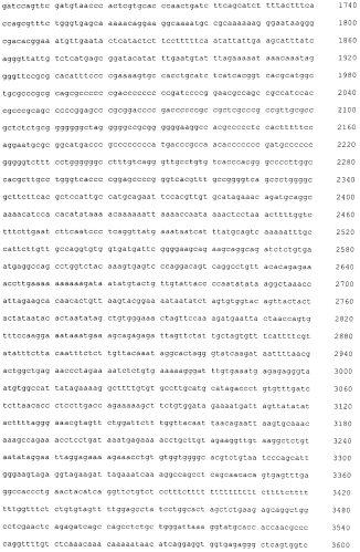 Экспрессионный плазмидный вектор моноцистронной экспрессии рекомбинантных белков в клетках млекопитающих, линия клеток млекопитающих-продуцентов рекомбинантного белка, способ получения рекомбинантного белка (патент 2552170)