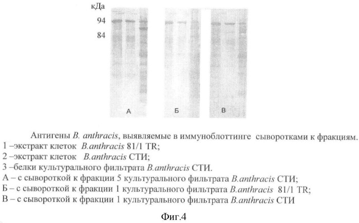 Способ идентификации bacillus anthracis с дифференциацией штаммов по продукции капсулы, протективного антигена и антигенов s-слоя (патент 2376385)