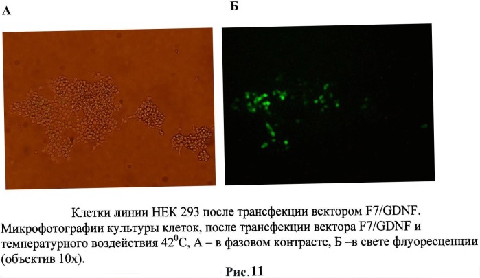 Генетическая конструкция, содержащая hgdnf под контролем температурочувствительного промотора для регулируемой экспрессии нейротрофического фактора как в клетках, так и непосредственно в организме млекопитающих (патент 2527169)