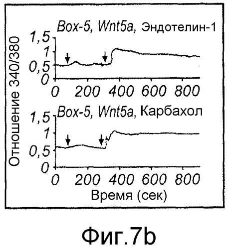 Применение производных пептида wnt5-a для лечения меланомы и рака желудка (патент 2517190)