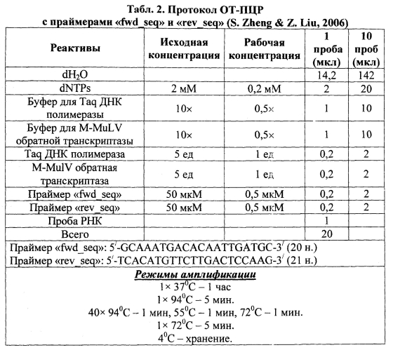 Набор праймеров для амплификации полной нуклеотидной ср-гена potato virus y методом от-пцр (патент 2562106)