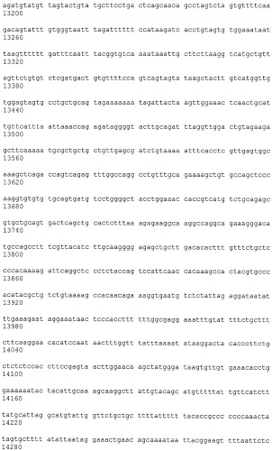 Иммортализованная клеточная линия птиц (патент 2475536)