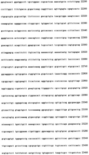 Конструирование рекомбинанта онколитического аденовируса, специфически экспрессирующего иммуномодуляторный фактор gm-csf в опухолевых клетках, и его применение (патент 2361611)