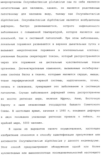 Гены corynebacterium glutamicum, кодирующие белки метаболических путей (патент 2306339)