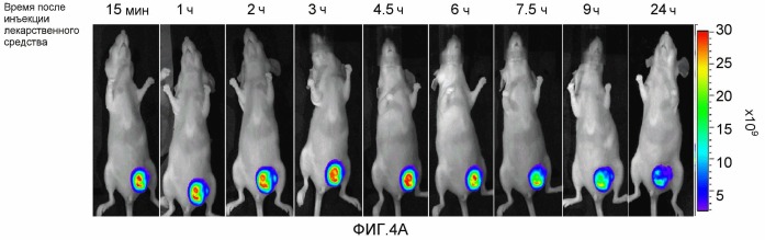 Конъюгаты rgd-(бактерио)хлорофилл для фотодинамической терапии и визуализации некротических опухолей (патент 2518296)