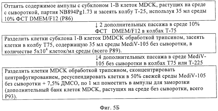 Линии клеток почки собаки майдин-дэрби (mdck), поддерживающие рост вирусов до высоких титров, и способ применения этих клеток в биореакторе (патент 2487935)