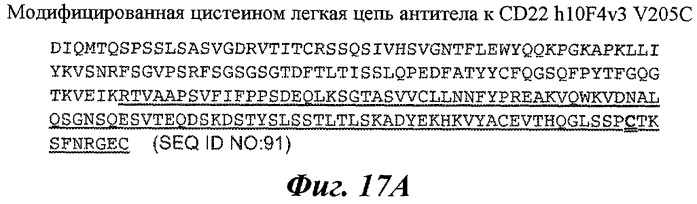 Антитела и иммуноконъюгаты и их применения (патент 2436796)