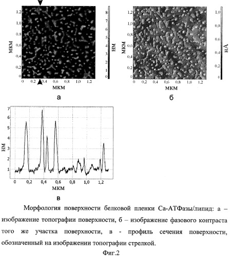 Способ формирования белковых пленок на твердых подложках (патент 2317100)