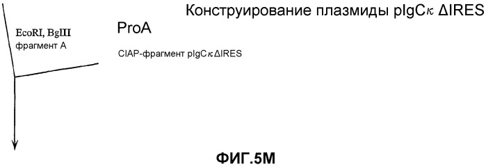 Желудочно-кишечный пролиферативный фактор и его применения (патент 2343158)