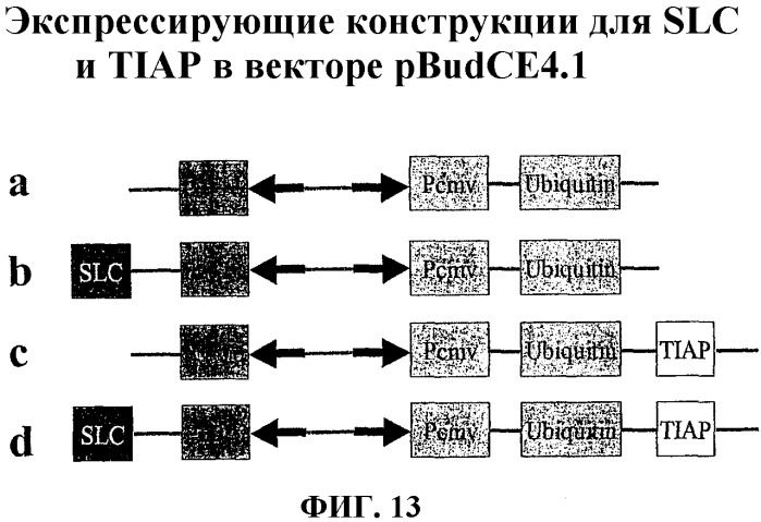 Днк-вакцины против опухолевого роста и способы их применения (патент 2343195)