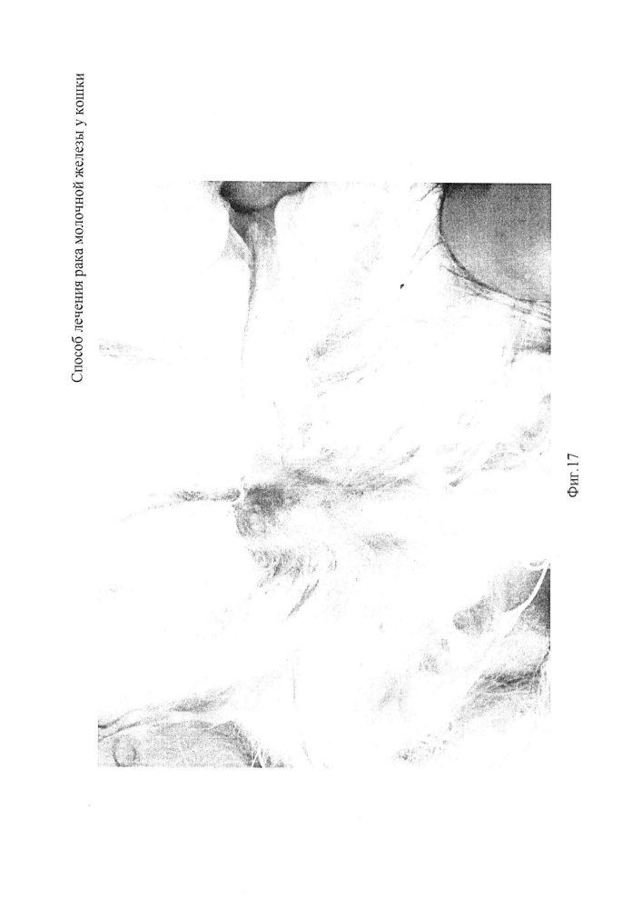 Способ лечения рака молочной железы у кошки (патент 2655625)