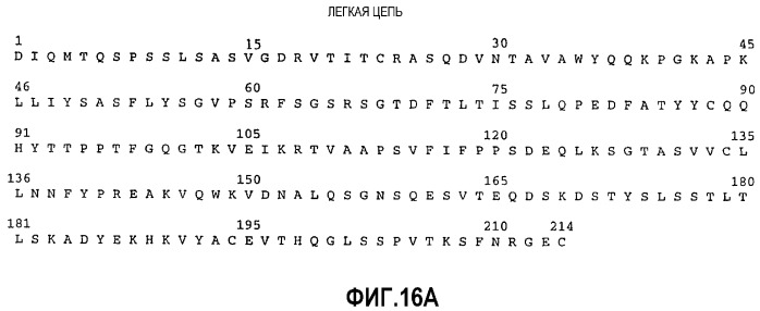 Композиция антител к her2 (патент 2361880)