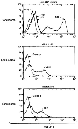 Антитела против dll4 и способы их применения (патент 2415869)