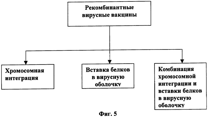 Иммуногенная композиция и способ разработки вакцины, основанной на участках матричного белка вич (патент 2403915)