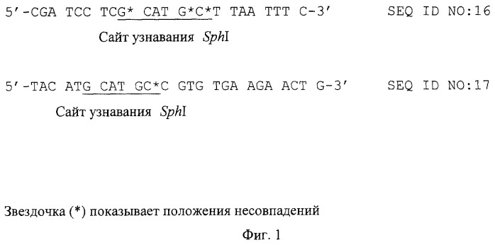 Мутантная серинацетилтрансфераза, фрагмент днк, кодирующий мутантную серинацетилтрансферазу (варианты), бактерия, принадлежащая к роду escherichia, - продуцент l-цистеина, и способ продукции l-цистеина (патент 2279477)