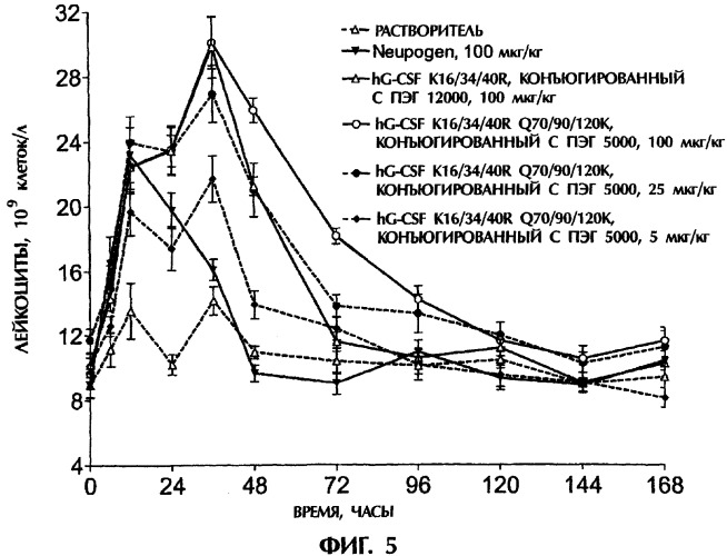 Конъюгаты g-csf (патент 2307126)