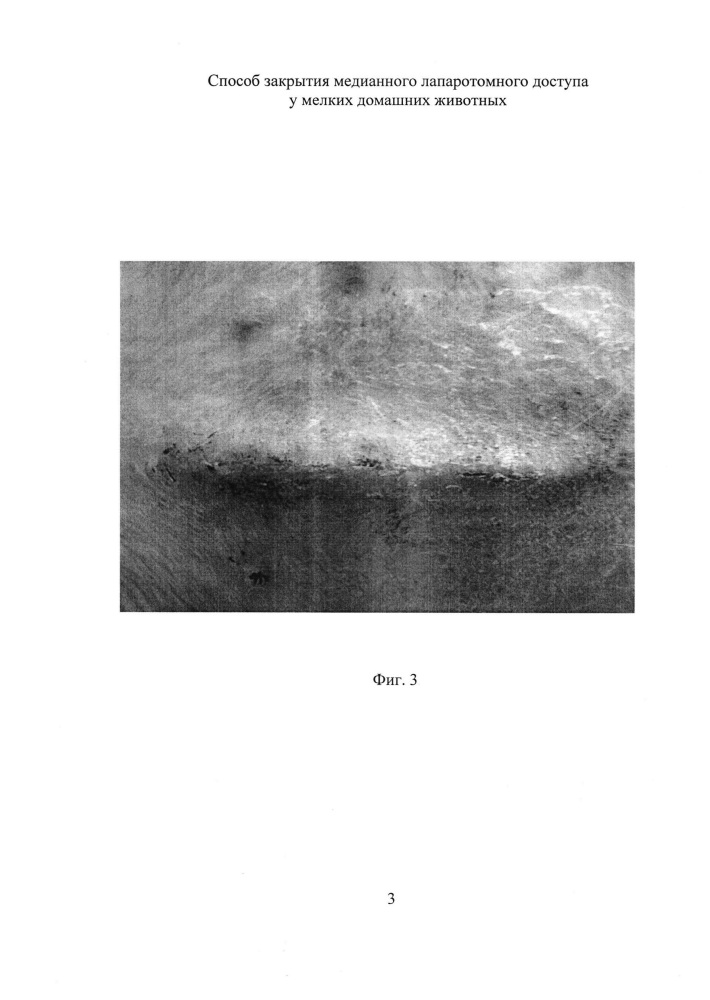 Способ закрытия медианного лапаротомного доступа у мелких домашних животных (патент 2626994)