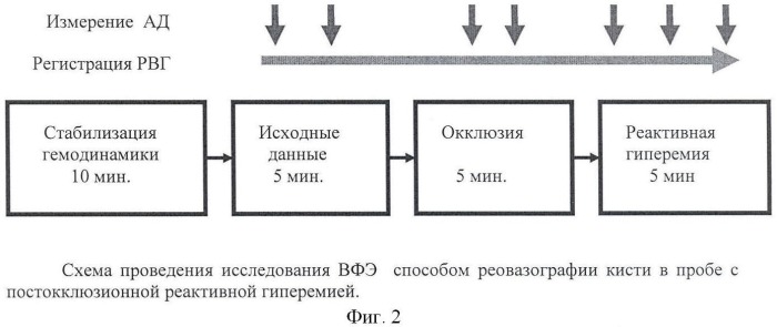 Способ оценки вазомоторной функции эндотелия с применением реовазографии (патент 2428923)