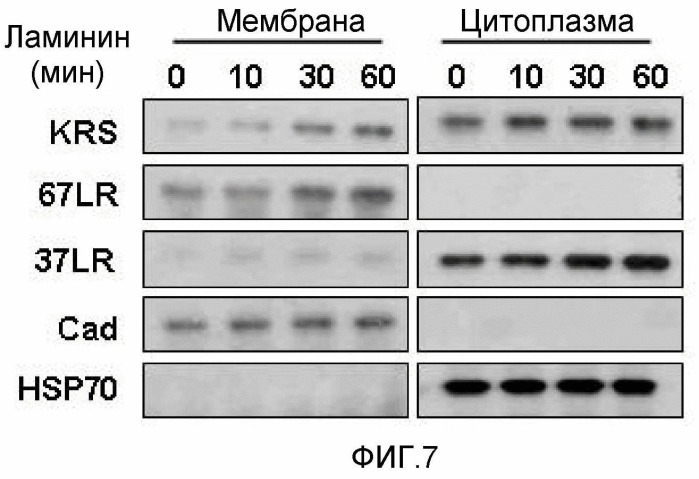 Способ ингибирования метастазирования злокачественной опухоли или миграции злокачественных клеток посредством снижения клеточного уровня лизил-трнк-синтетазы (варианты), композиция и применение вектора экспрессии или антитела против krs для ингибирования метастазирования злокачественной опухоли или миграции злокачественных клеток (патент 2465330)