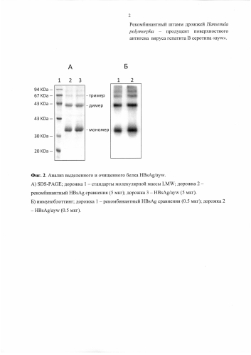 Рекомбинантный штамм дрожжей hansenula polymorpha - продуцент поверхностного антигена вируса гепатита в серотипа "ayw" (патент 2586511)