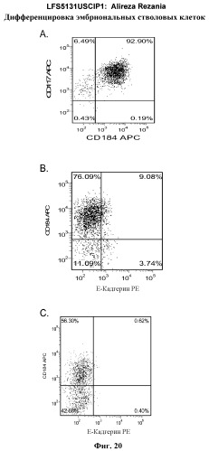 Дифференцировка эмбриональных стволовых клеток человека (патент 2465323)
