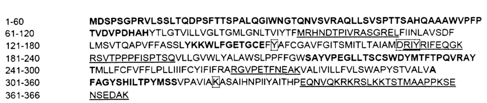 Светочувствительный химерный белок gpcr (патент 2637367)